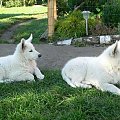 Lora i Luba, Biały owczarek szwajcarski #BiałyOwczarekSzwajcarski #psy #pies #RasyPsów #HodowlePsów #szczenięta #szczeniaki