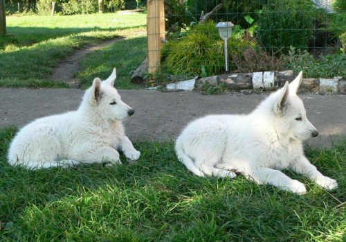 Lora i Luba, Biały owczarek szwajcarski #BiałyOwczarekSzwajcarski #psy #pies #RasyPsów #HodowlePsów #szczenięta #szczeniaki