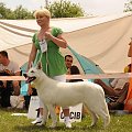 Lora/Bona Biały Owczarek Szwajcarski #BiałyOwczarekSzwajcarski #psy #pies #RasyPsów #HodowlePsów #szczenięta #szczeniaki