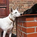 Lora/Bona Biały Owczarek Szwajcarski i czarny kot... #BiałyOwczarekSzwajcarski #psy #pies #RasyPsów #HodowlePsów #szczenięta #szczeniaki