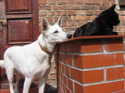 Lora/Bona Biały Owczarek Szwajcarski i czarny kot... #BiałyOwczarekSzwajcarski #psy #pies #RasyPsów #HodowlePsów #szczenięta #szczeniaki