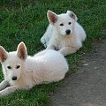 Luba i Lora, Biały owczarek szwajcarski #BiałyOwczarekSzwajcarski #psy #pies #RasyPsów #HodowlePsów #szczenięta #szczeniaki