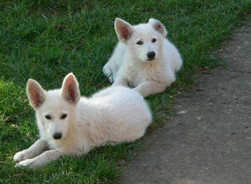 Luba i Lora, Biały owczarek szwajcarski #BiałyOwczarekSzwajcarski #psy #pies #RasyPsów #HodowlePsów #szczenięta #szczeniaki