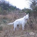 Lora/Bona Biały owczarek szwajcarski #BiałyOwczarekSzwajcarski #psy #pies #RasyPsów #HodowlePsów #szczenięta #szczeniaki