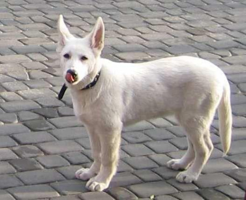 Lora/Bona Biały owczarek szwajcarski #BiałyOwczarekSzwajcarski #psy #pies #RasyPsów #HodowlePsów #szczenięta #szczeniaki