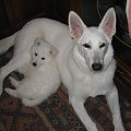 Lora/Bona i Yuky-Yocker/Aron #BiałyOwczarekSzwajcarski #psy #pies #RasyPsów #HodowlePsów #szczenięta #szczeniaki
