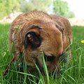 Fistaszek to potężny i bardzo wesoły pies. Bardzo łagodny w stosunku do ludzi. Psy lubi pogonić (choć krzywdy im nie robi). Czeka na dom w schrinisku Psitulmnie w Zabrzu.(32) 271-47-97