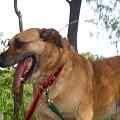 Fistaszek to potężny i bardzo wesoły pies. Bardzo łagodny w stosunku do ludzi. Psy lubi pogonić (choć krzywdy im nie robi). Czeka na dom w schrinisku Psitulmnie w Zabrzu.(32) 271-47-97