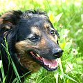 Neska urodziła się w 2004 roku. Jest kontaktowa i wesoła. Wie jak się zachować w mieszkaniu. Czeka na dom w schronisku Psitulmnie (32) 271-47-97