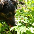 Neska urodziła się w 2004 roku. Jest kontaktowa i wesoła. Wie jak się zachować w mieszkaniu. Czeka na dom w schronisku Psitulmnie (32) 271-47-97