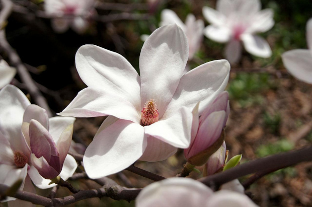 Magnolia 2013