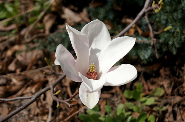 Magnolia 2013