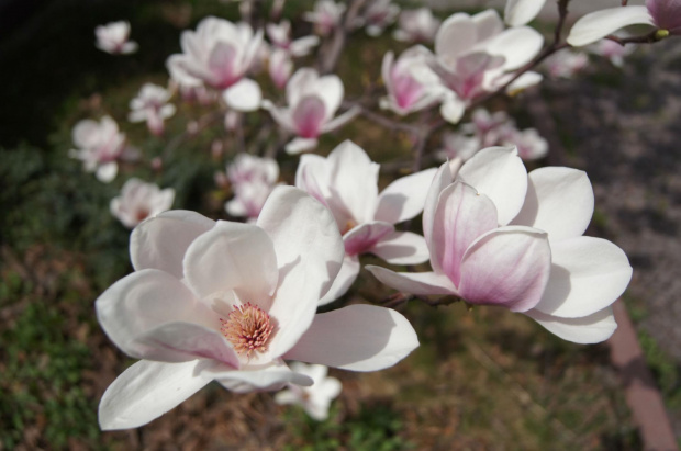 Magnolia 2013